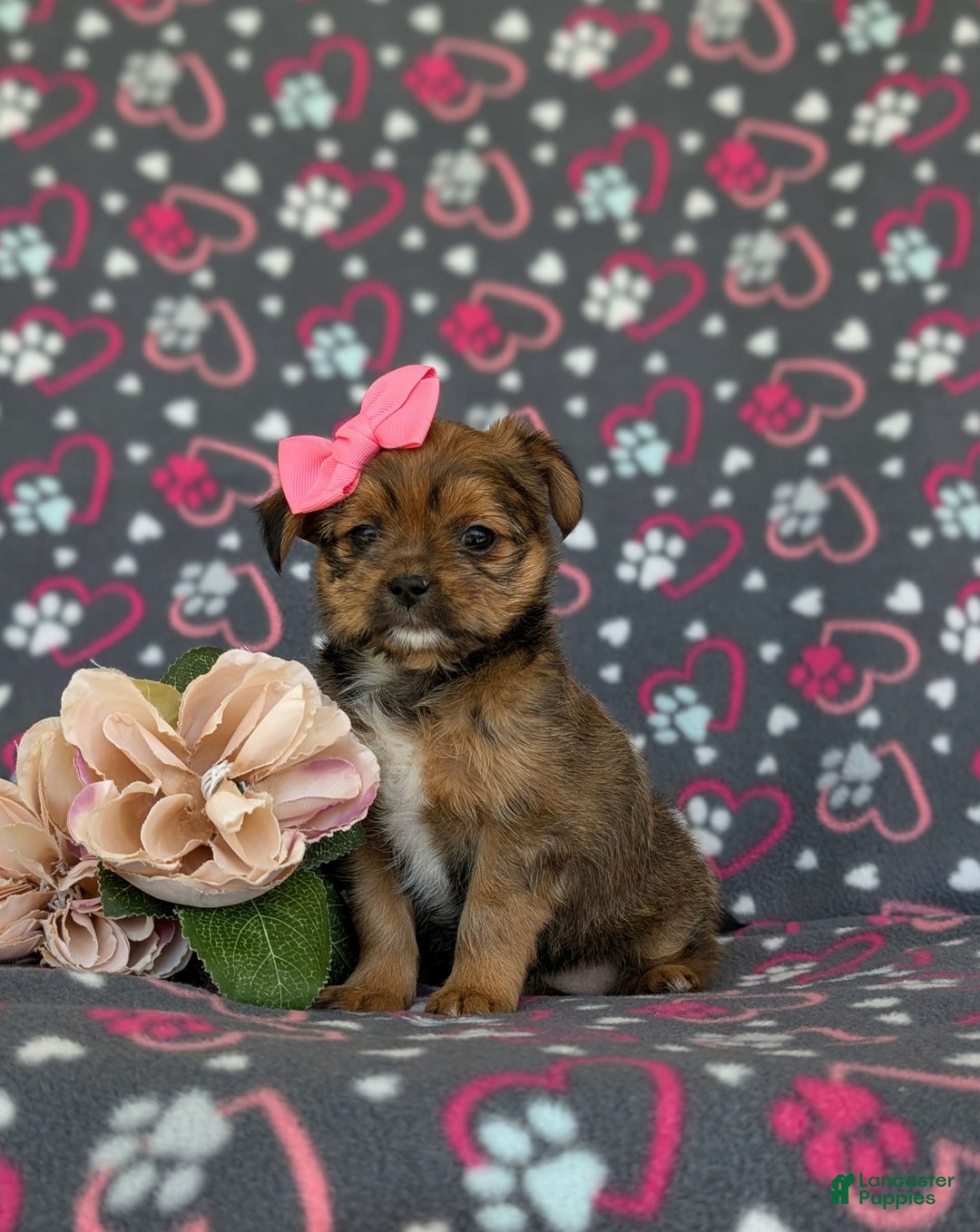 Shorkie dogs for sale: Brylee 9 Lbs Full Grown - Image 8