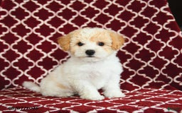 Yochon dogs for sale: Rosie House Raised - Image 3