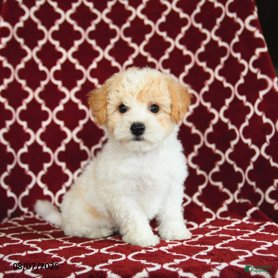 Yochon dogs for sale: Rosie House Raised - Image 3