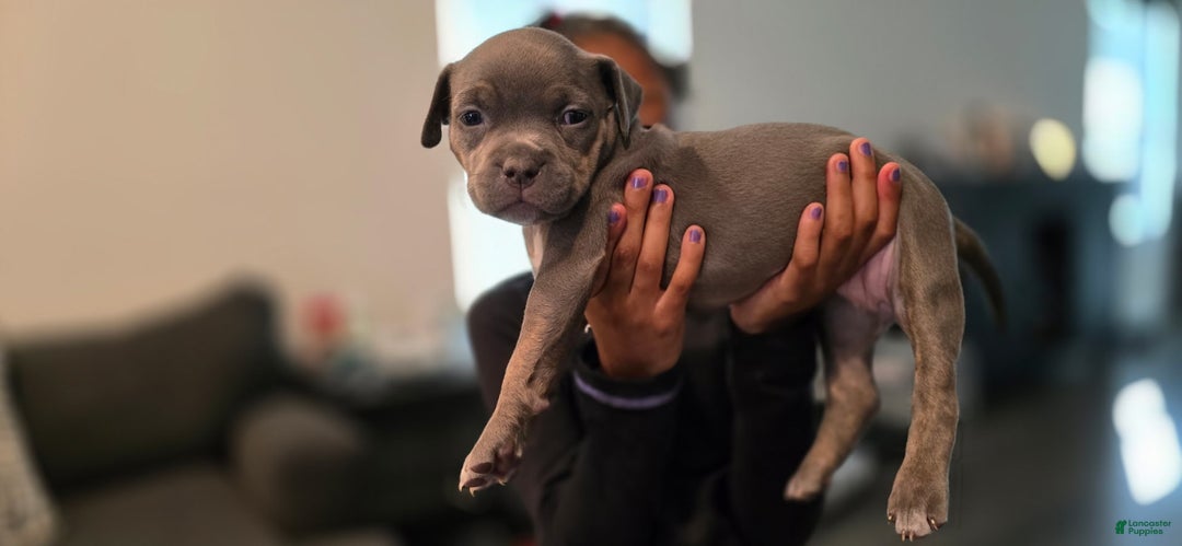 American Bully dogs for sale: Anna - Image 2