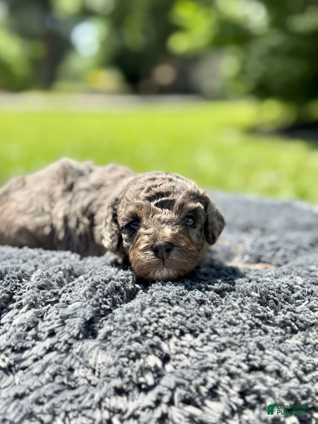 Miniature Poodle dogs for sale: Raya - Image 5