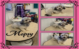 Teddy Bear dogs for sale: Little Guy - Image 2