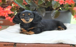 Miniature Dachshund dogs for sale: Miniature Dachshund 3 puppies - Image 15