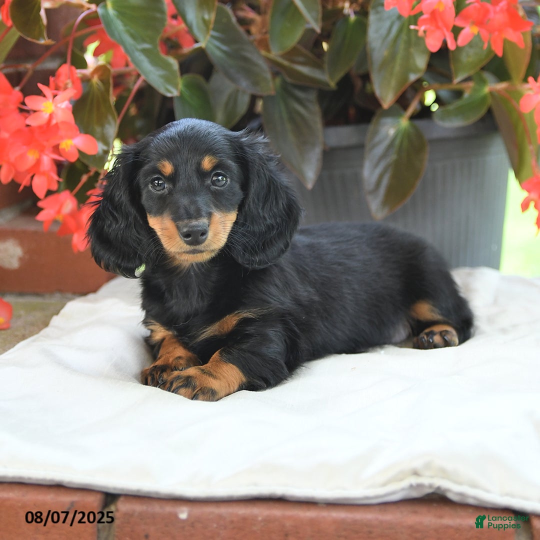 Miniature Dachshund dogs for sale: Miniature Dachshund 3 puppies - Image 15