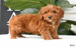 Mini Goldendoodle dogs for sale: Natasha - Image 3