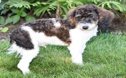 Miniature Poodle dogs for sale: Austin - Image 12