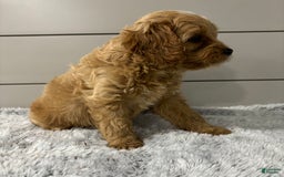 Cavapoo dogs for sale: Willow - Image 3