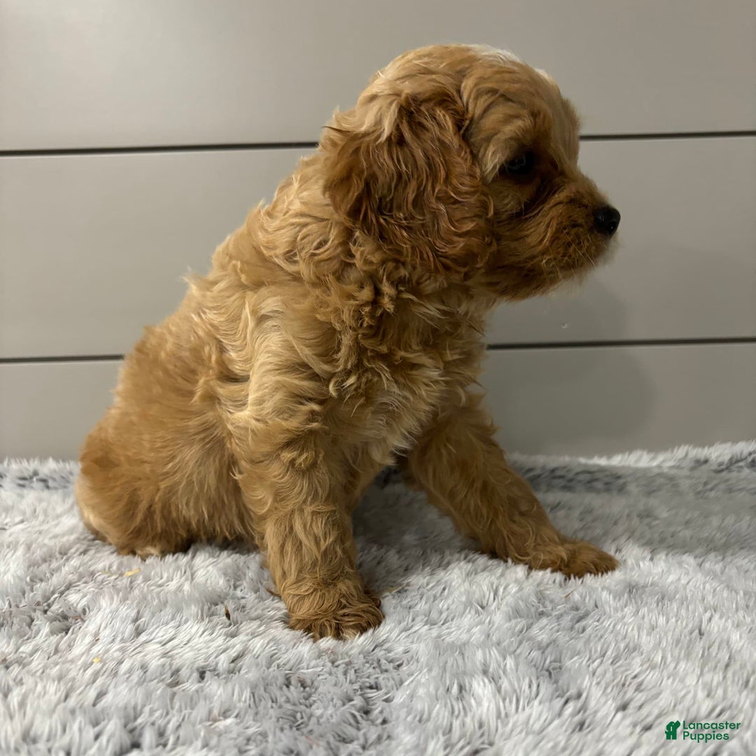 Cavapoo dogs for sale: Willow - Image 3