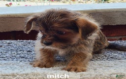 Shorkie dogs for sale: Mitch - Image 4