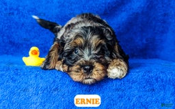 Cavapoo dogs for sale: Ernie - Image 9