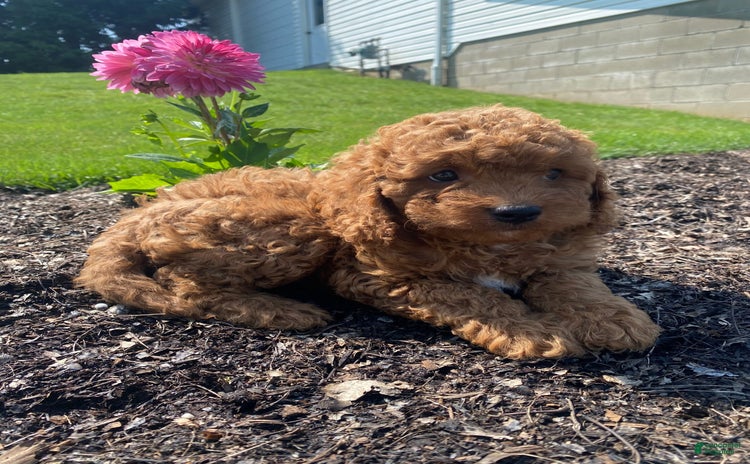 Cavapoo dogs for sale - Ad 2