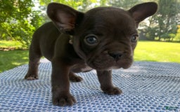 French Bulldog dogs for sale: Belle - Image 5