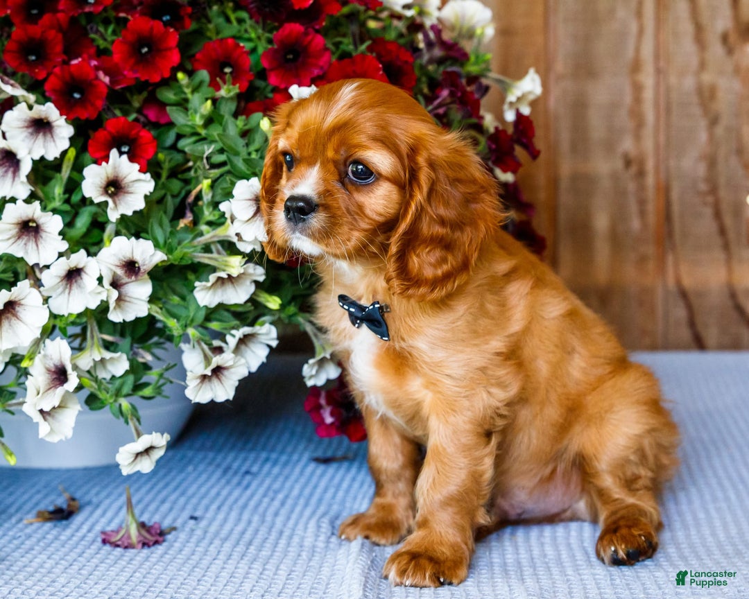 Cavalier King Charles Spaniel dogs for sale: Oliver - Image 14