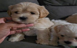 Cavapoo dogs for sale: Female 1 Brunos Girls Twin - Image 1