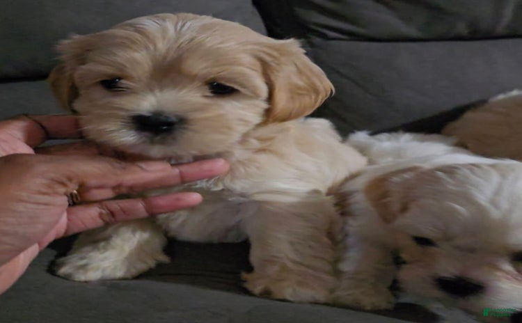 Cavapoo dogs for sale - Ad 1