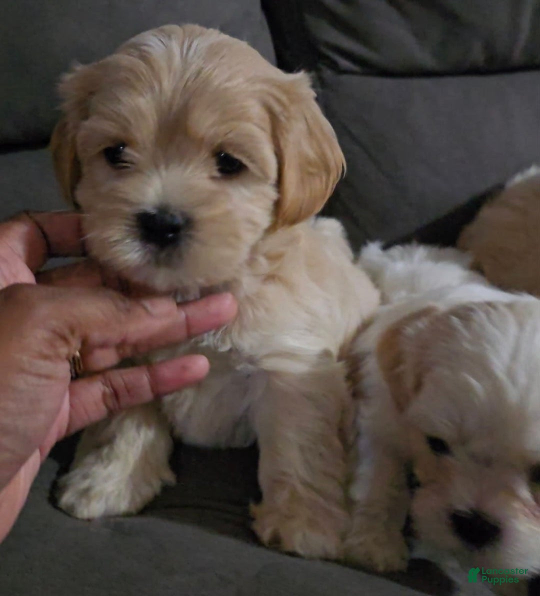 Cavapoo dogs for sale: Female 1 Brunos Girls Twin - Image 1