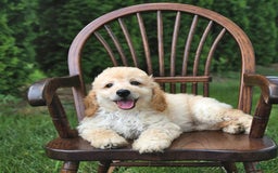 Mini Goldendoodle dogs for sale: Marco - Image 3