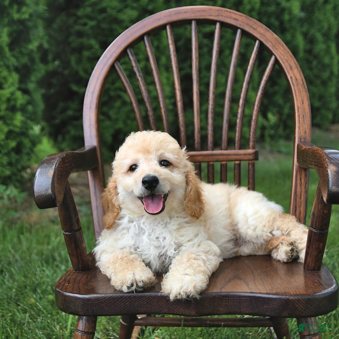 Mini Goldendoodle dogs for sale: Marco - Image 3