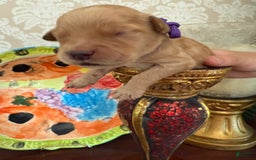 Goldendoodle dogs for sale: Princes Mori - Image 1