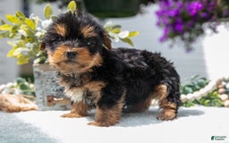 Yorkshire Terrier dogs for sale: Yorkshire Terrier 3 puppies - Image 3