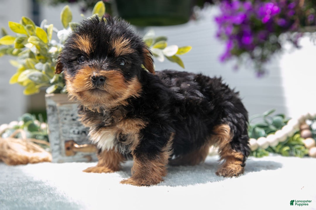 Yorkshire Terrier dogs for sale: Yorkshire Terrier 3 puppies - Image 3
