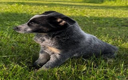 Australian Cattle Dog dogs for sale: Bae - Image 5