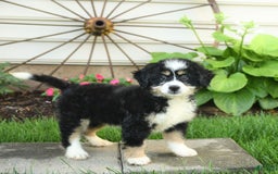 Mini Bernedoodle dogs for sale: Penny - Image 3