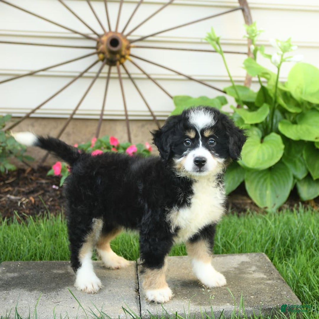 Mini Bernedoodle dogs for sale: Penny - Image 3