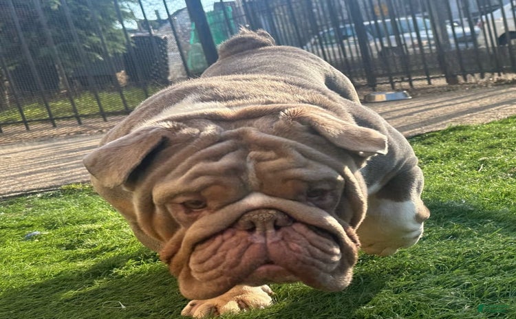 English Bulldog dogs - Advert 2