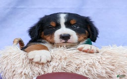 Bernese Mountain Dog dogs for sale: Snoopy - Image 19