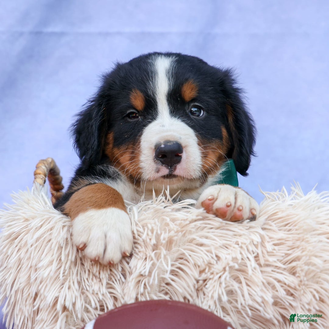 Bernese Mountain Dog dogs for sale: Snoopy - Image 19