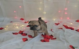 French Bulldog dogs for sale: French Bulldog 5 puppies - Image 3