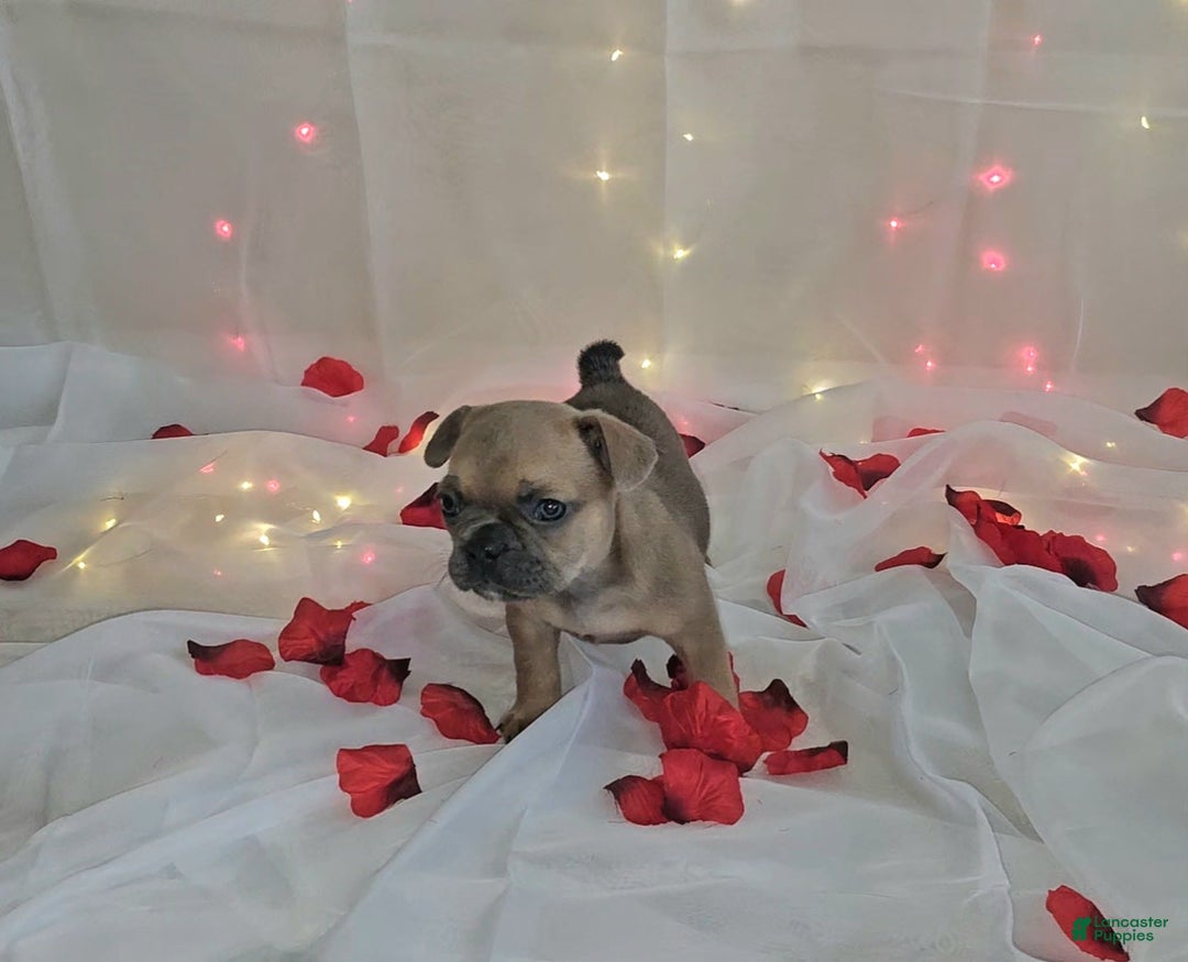 French Bulldog dogs for sale: French Bulldog 5 puppies - Image 3