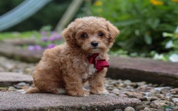 Miniature Poodle dogs for sale: Kylar - Image 2