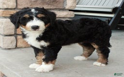 Bernedoodle dogs for sale: Charlie - Image 4