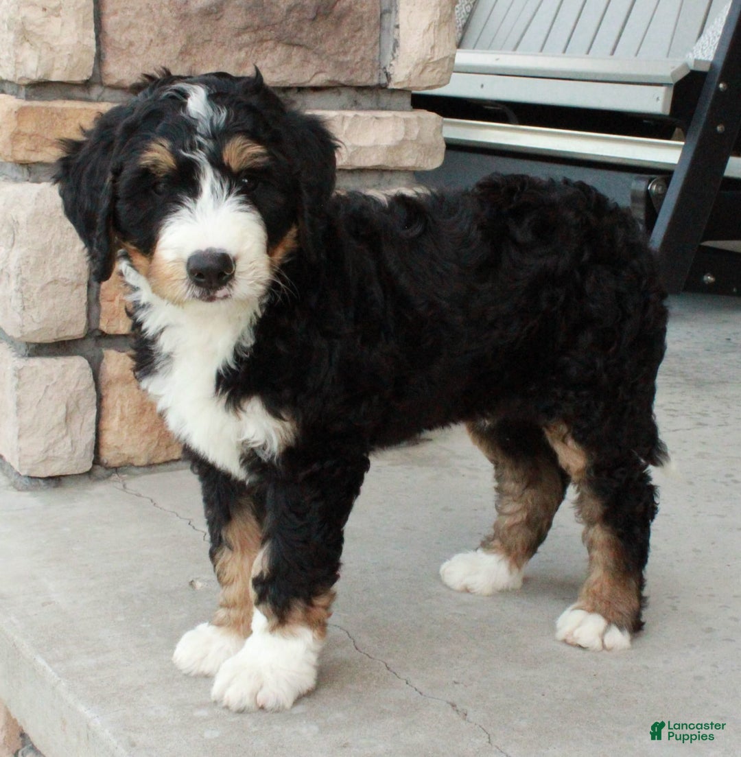 Bernedoodle dogs for sale: Charlie - Image 4