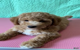 Bichpoo dogs for sale: Nick - Image 3