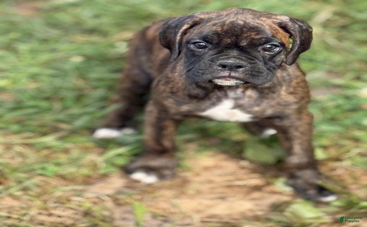 Boxer dogs for sale - Ad 4