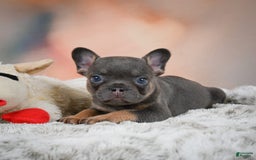 French Bulldog dogs for sale: Miles - Image 1