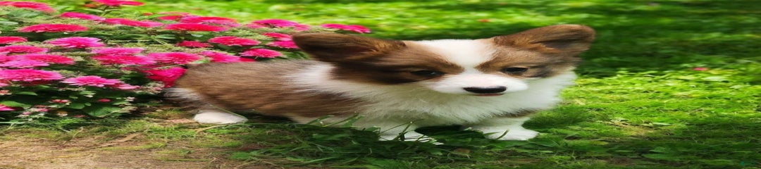 Teeka Fluffy