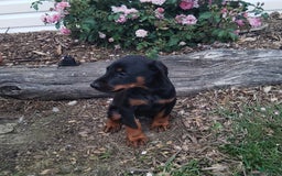 Doberman Pinscher dogs for sale: Alice - Image 4