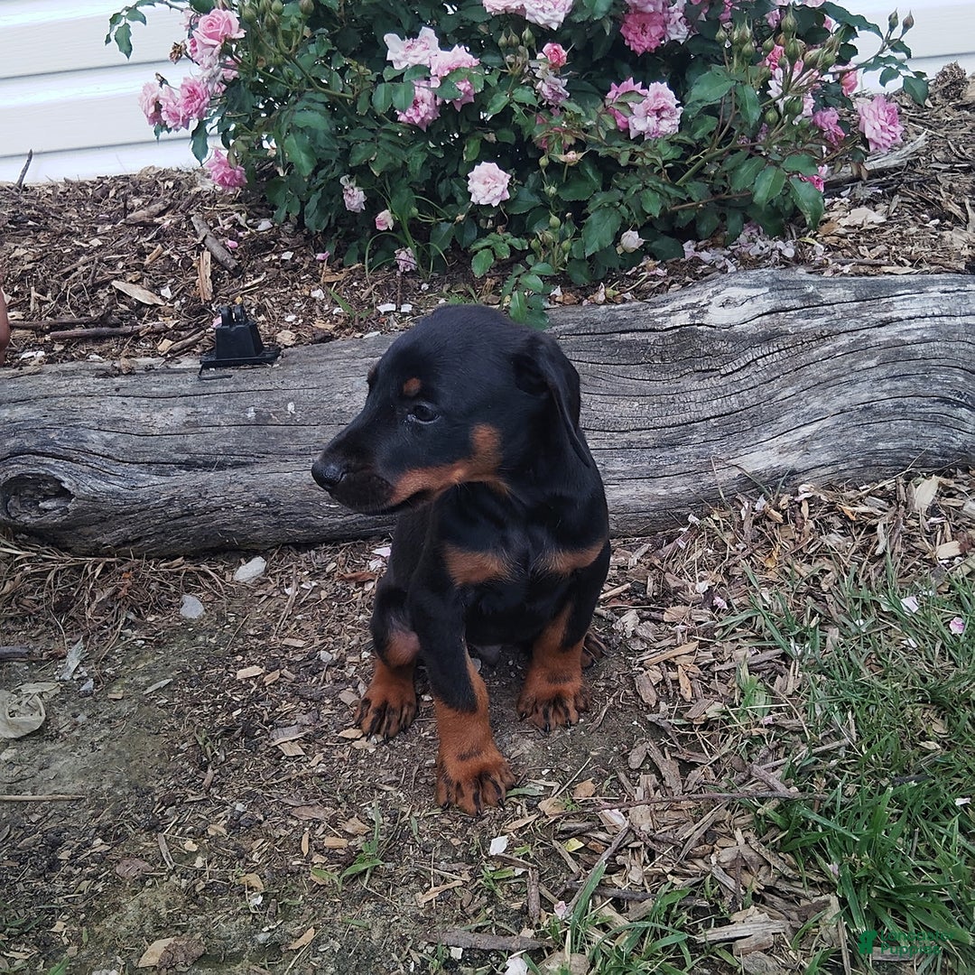 Doberman Pinscher dogs for sale: Alice - Image 4