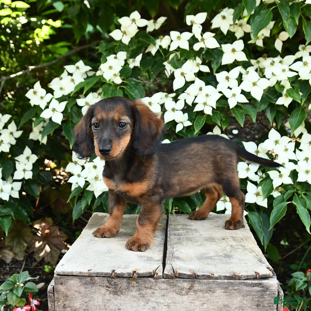 Miniature Dachshund dogs for sale: Ruby - Image 6