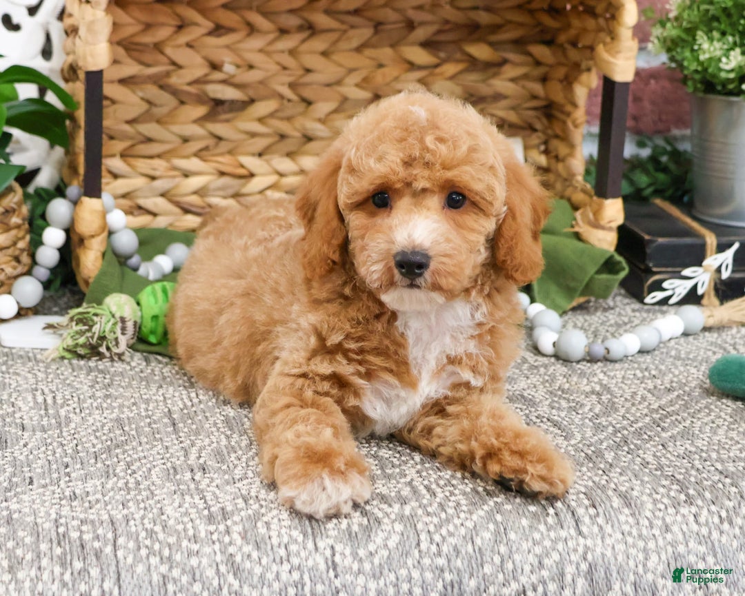 Miniature Poodle dogs for sale: Ruben - Image 2