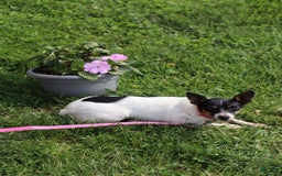 Toy Fox Terrier dogs for sale: Parker - Image 9