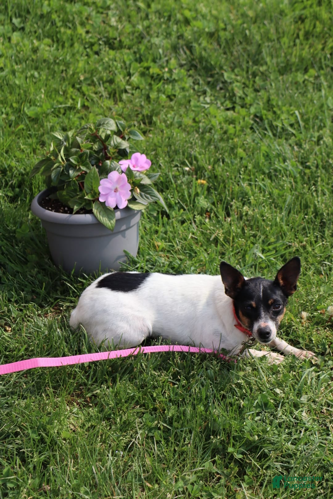 Toy Fox Terrier dogs for sale: Parker - Image 9