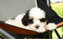 Cavapoo dogs for sale: Puncho - Image 8