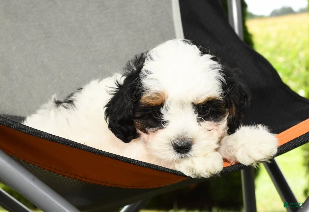Cavapoo dogs for sale: Puncho - Image 8