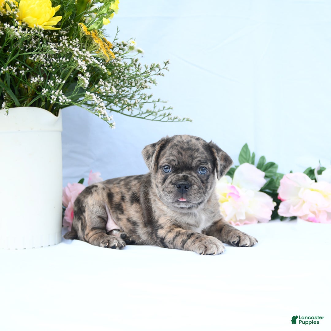 Boston Terrier dogs for sale: Comet - Image 4