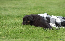 English Shepherd dogs for sale: Missy - Image 8